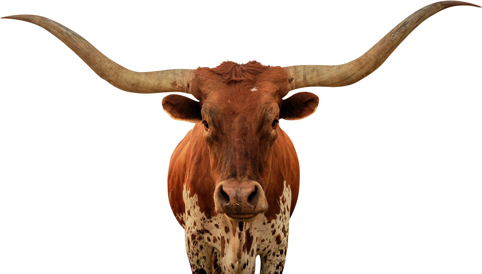 longhorn-bull-portrait-ia0ab591skaymc8p.jpg