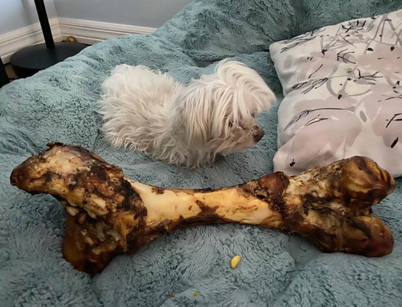 Bone-too-big-for-dog.jpg