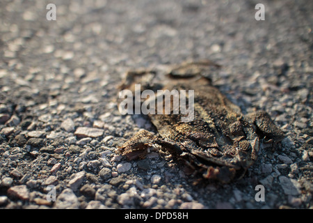 flattened-frog-roadkill-on-the-pavement-dpd58h.jpg