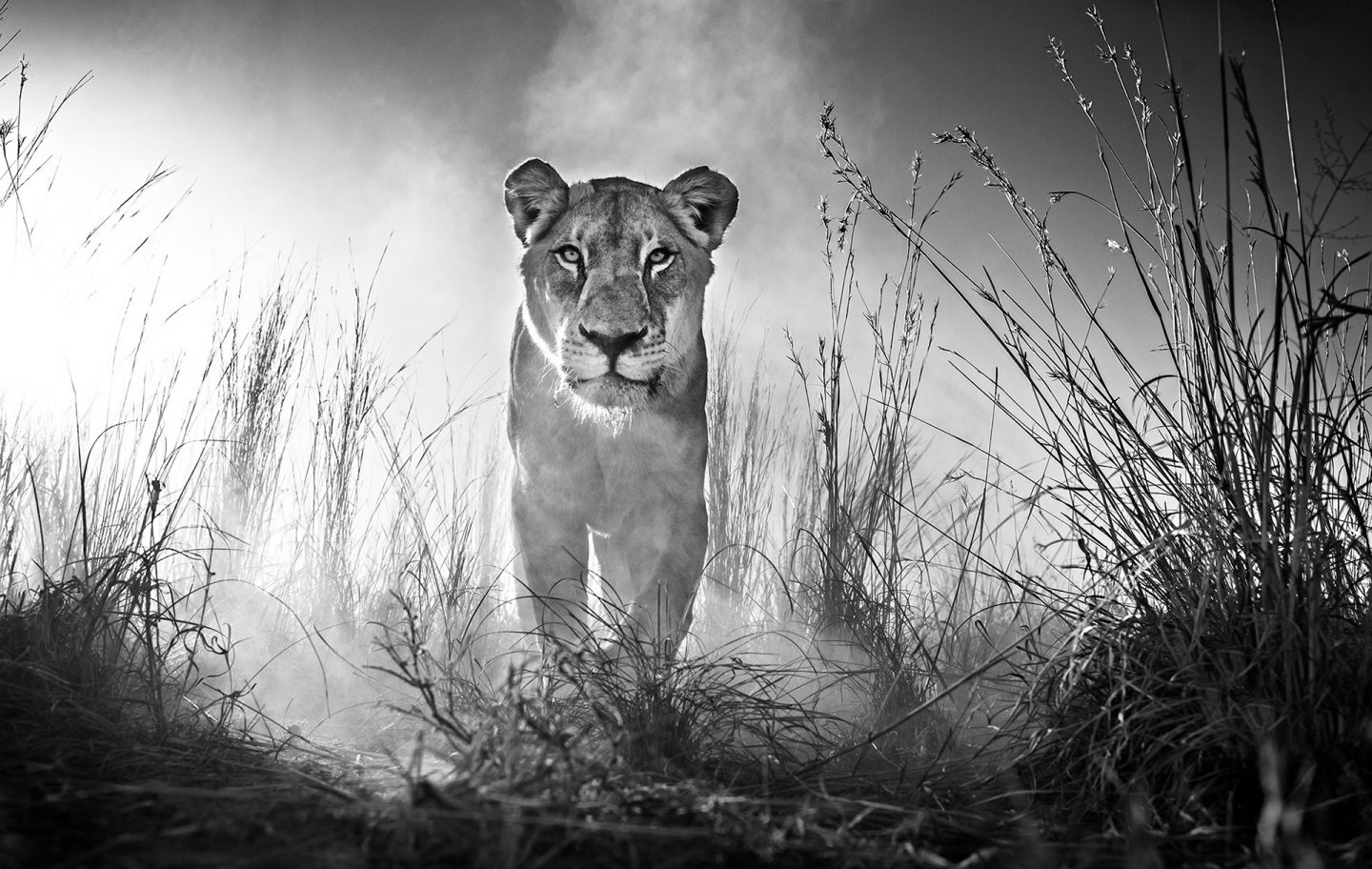 Gladiator-David-Yarrow-Lion-WW-1440x912.jpg