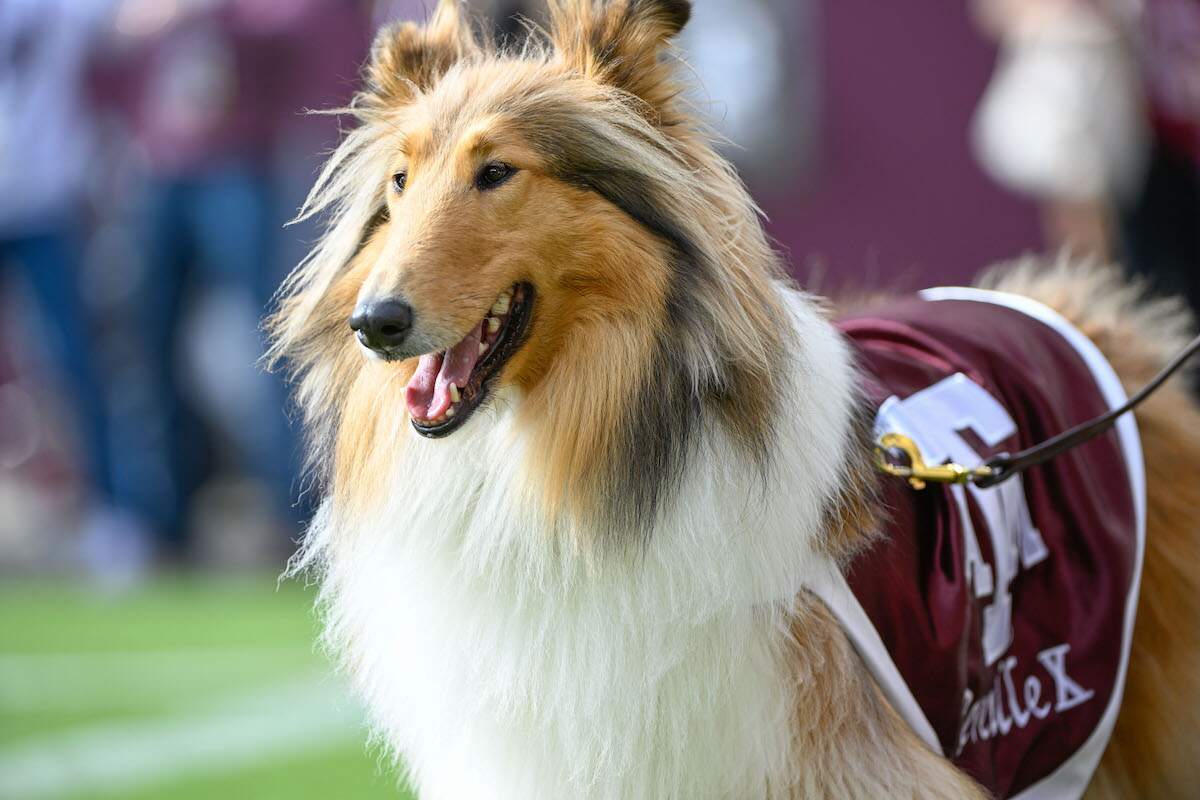 Reveille-Texas-AM.jpg