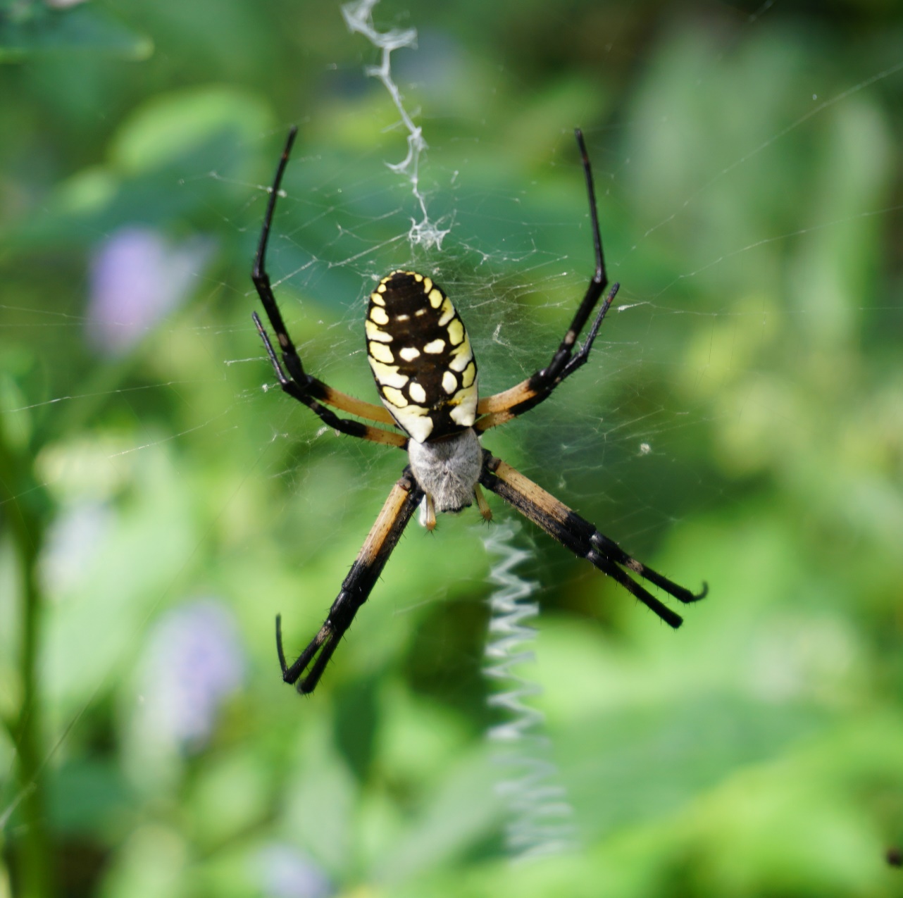 yellow-garden-spiders-argiope-aurantia-are-also.jpeg