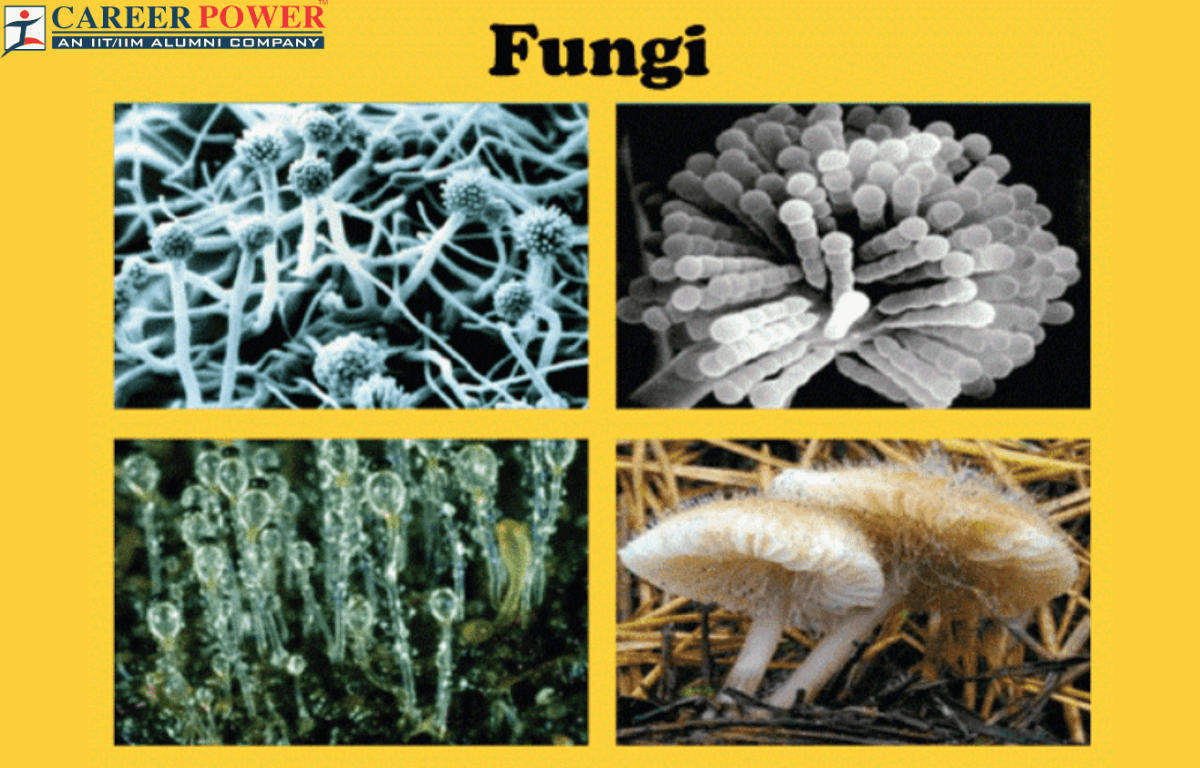 Fungi-1.png