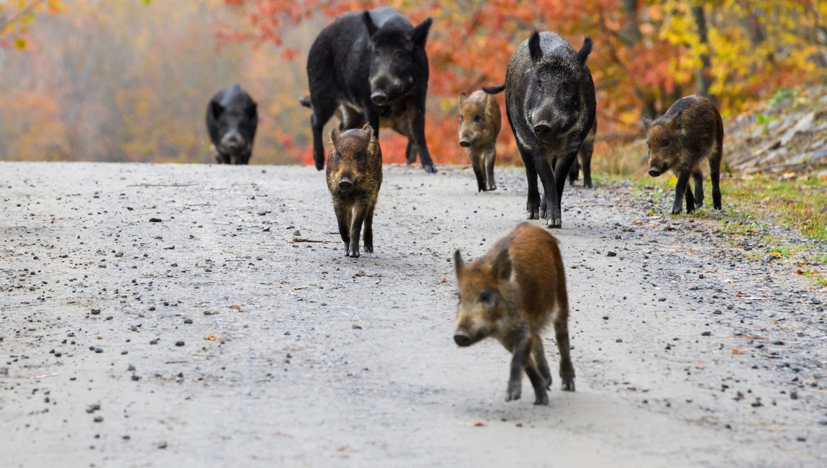 Wild hybrid Hogs in Canada- crazy breeding now creates big problem ...