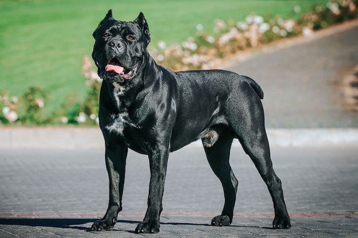 Cane-Corso-standing-in-the-park.jpg