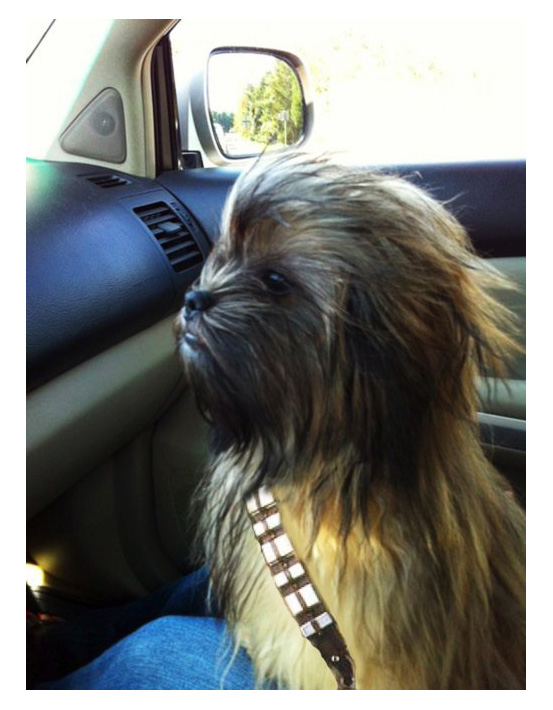 Chewbacca-Dog.jpg